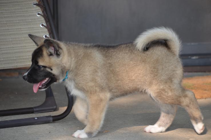 Denver Akitas